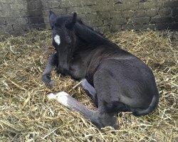 horse Eskado H (Westphalian, 2018, from Ehrenstolz)