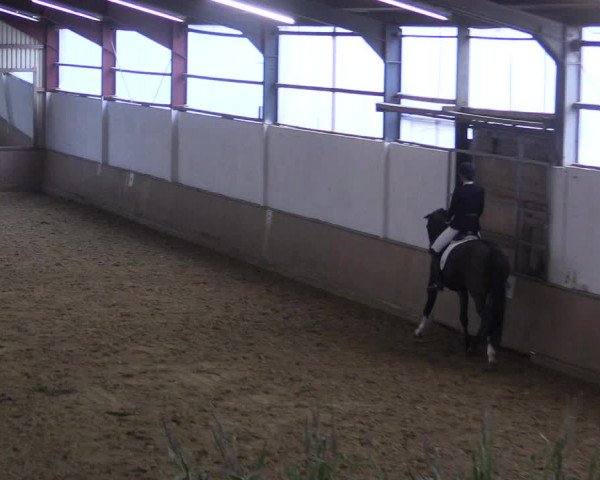 Reitturnier Lüdinghausen-Westrup 2017