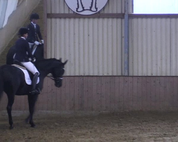 Reitturnier Lüdinghausen-Westrup 2017