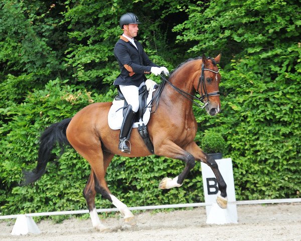 dressage horse Don Desaggio (Westphalian, 2010, from Don Havidoff)