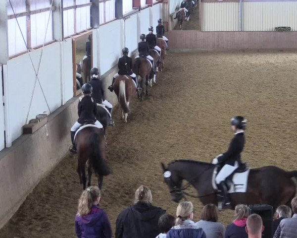 Reitturnier Lüdinghausen-Westrup 2017