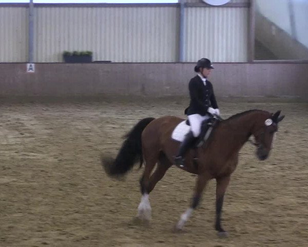 Reitturnier Lüdinghausen-Westrup 2017