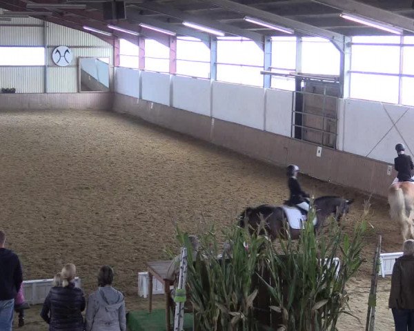 Reitturnier Lüdinghausen-Westrup 2017