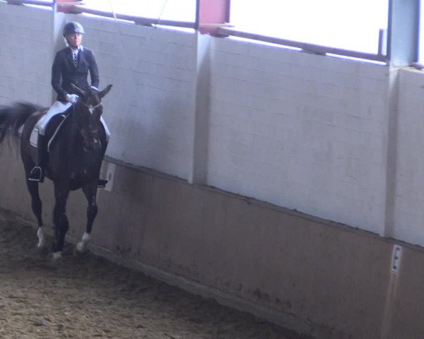 Reitturnier Lüdinghausen-Westrup 2017