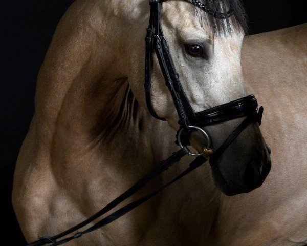 Dressurpferd Steendieks Concerto (Deutsches Reitpony, 2013, von FS Chambertin)
