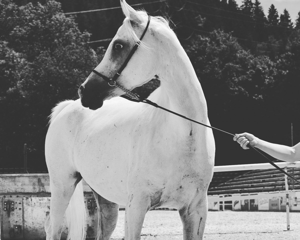 broodmare WM Dahida (Arabian purebred, 2013, from Madkours Impuls ox)