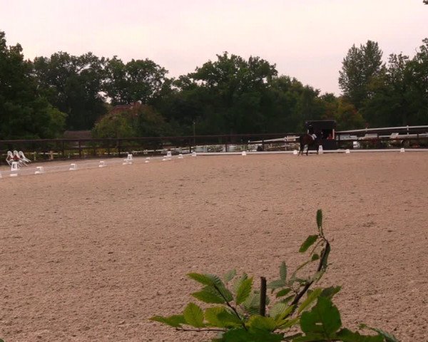 Reitturnier Müncheberg 2017