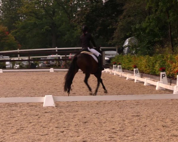 Reitturnier Müncheberg 2017