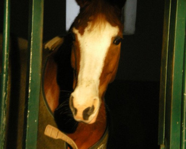 Zuchtstute Monique (KWPN (Niederländisches Warmblut), 1998, von Bayard)