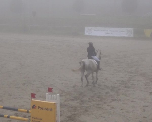 Reitturnier Köln-Leverkusen 2017