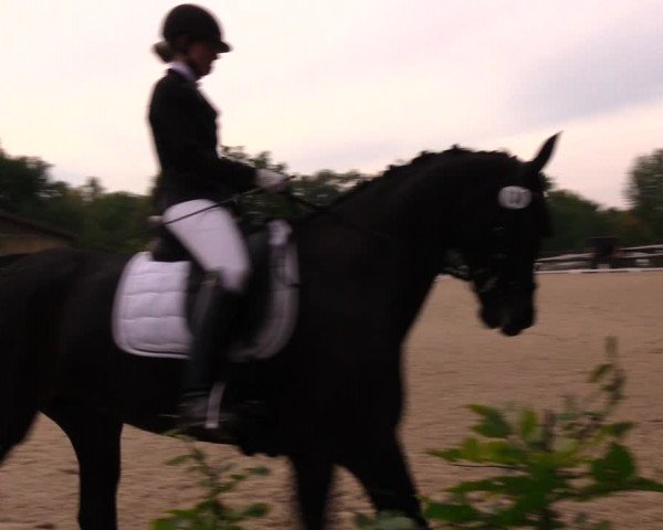 Reitturnier Müncheberg 2017