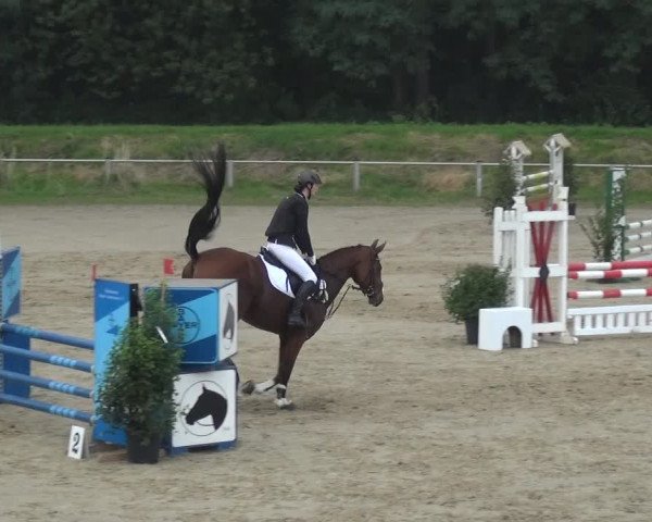 Reitturnier Köln-Leverkusen 2017