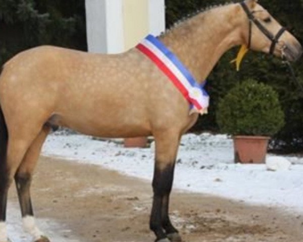 Deckhengst Steendieks Cat Balou (Deutsches Reitpony, 2010, von FS Chambertin)