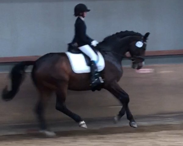 Dressurpferd Florentinus K (Hannoveraner, 2004, von Florianus)