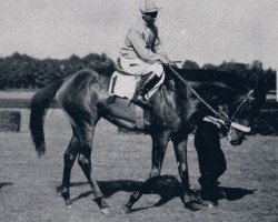 broodmare Berberis xx (Thoroughbred, 1949, from Abendfrieden xx)