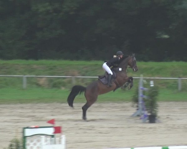 Reitturnier Köln-Leverkusen 2017
