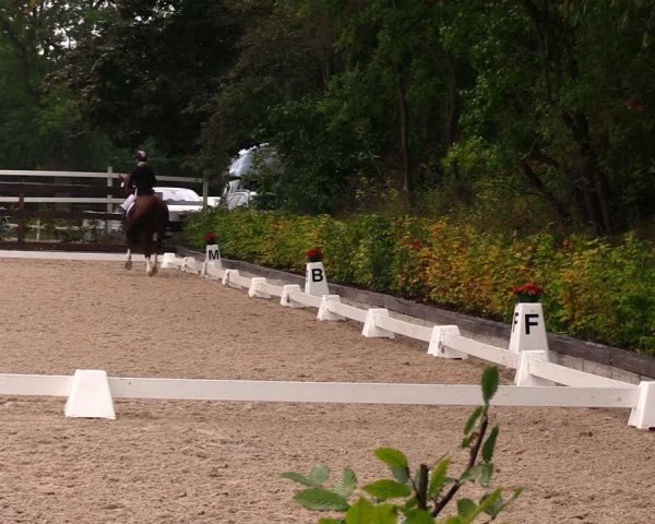 Reitturnier Müncheberg 2017