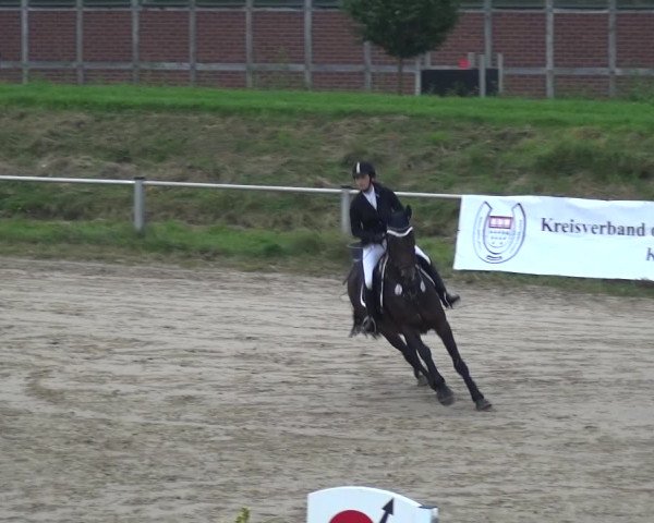 Reitturnier Köln-Leverkusen 2017