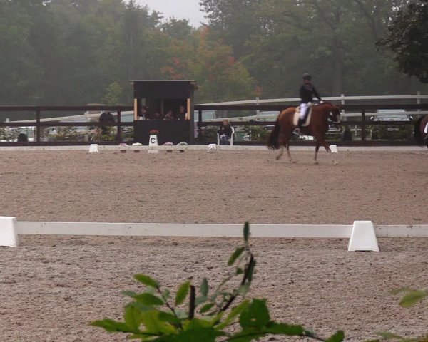 Reitturnier Müncheberg 2017