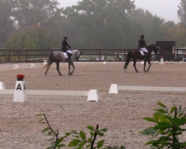 Reitturnier Müncheberg 2017