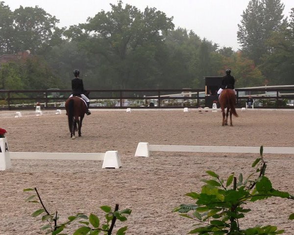 Reitturnier Müncheberg 2017