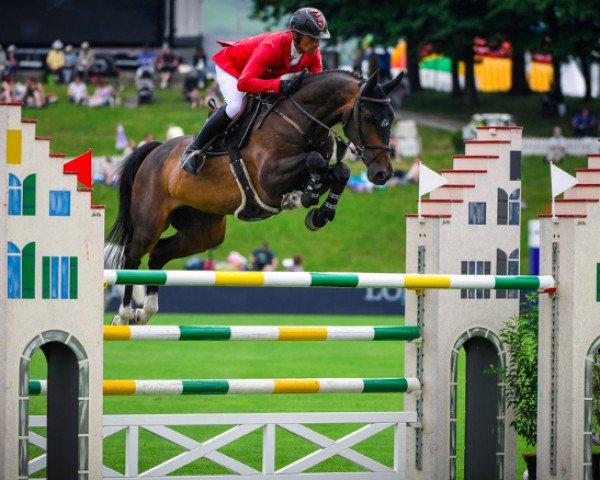 jumper Balou Rubin R (Oldenburg show jumper, 2007, from Balou du Rouet)