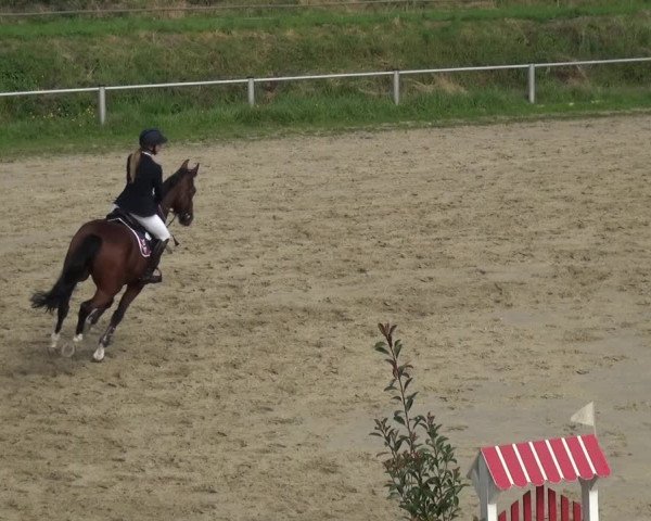 Reitturnier Köln-Leverkusen 2017