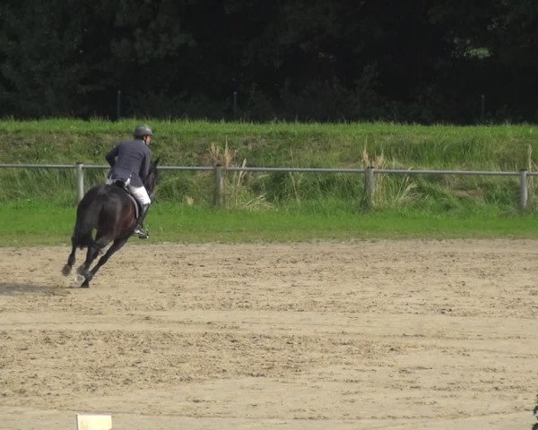 Reitturnier Köln-Leverkusen 2017