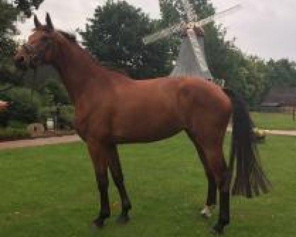 broodmare Asti's Nobless (Hanoverian, 2014, from Asti Spumante 7)