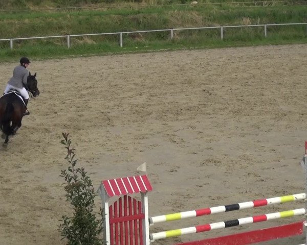 Reitturnier Köln-Leverkusen 2017