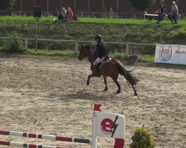 Reitturnier Köln-Leverkusen 2017