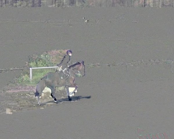 Reitturnier Köln-Leverkusen 2017