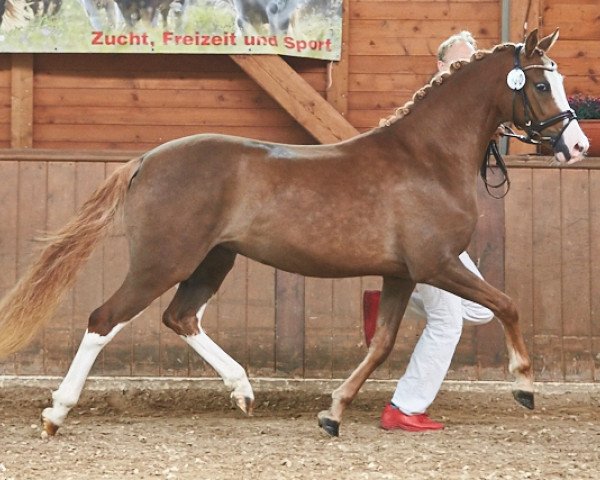 dressage horse HJK Marilyn Monroe (German Riding Pony, 2015, from Crazy Dynamic JK)