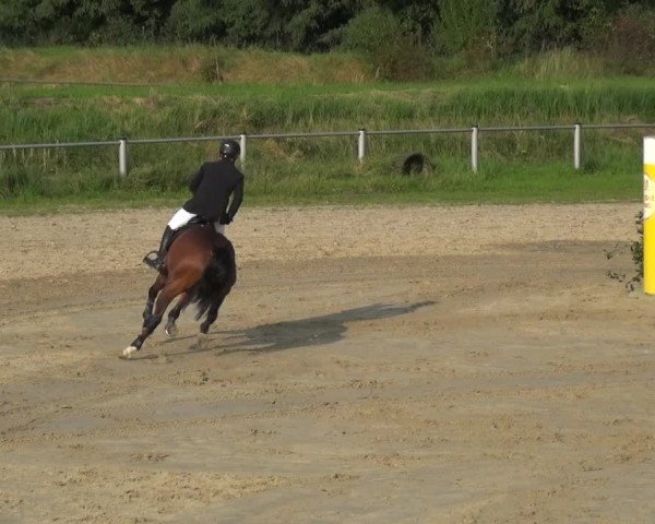 Reitturnier Köln-Leverkusen 2017