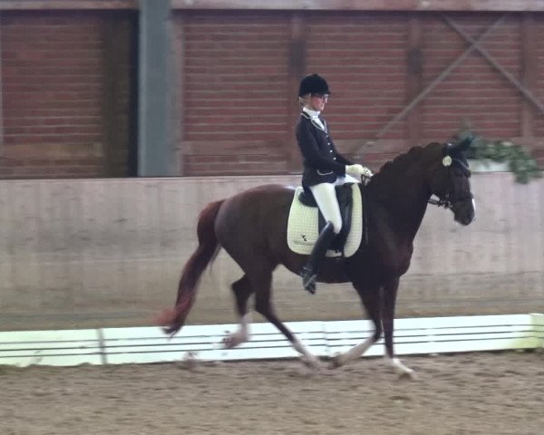 Reitturnier Köln-Leverkusen 2017