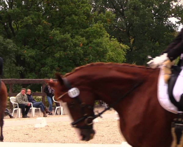 Reitturnier Müncheberg 2017