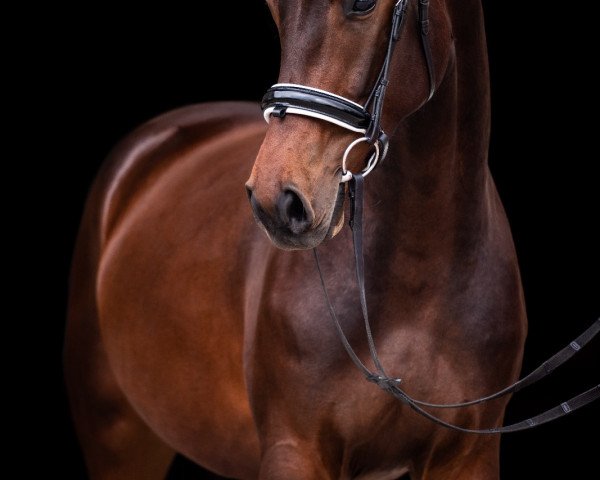 Dressurpferd V-Power Joseph (Hannoveraner, 2014, von Viscount 22)
