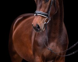 dressage horse V-Power Joseph (Hanoverian, 2014, from Viscount 22)