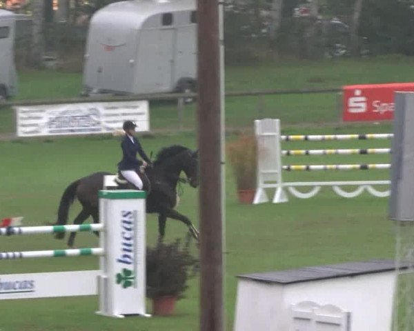 Reitturnier Bad Segeberg 2017
