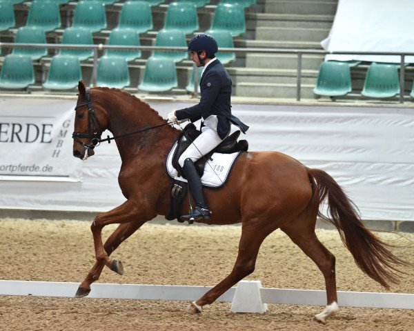 dressage horse Finnegan 29 (Hanoverian, 2012, from Fürst Nymphenburg)