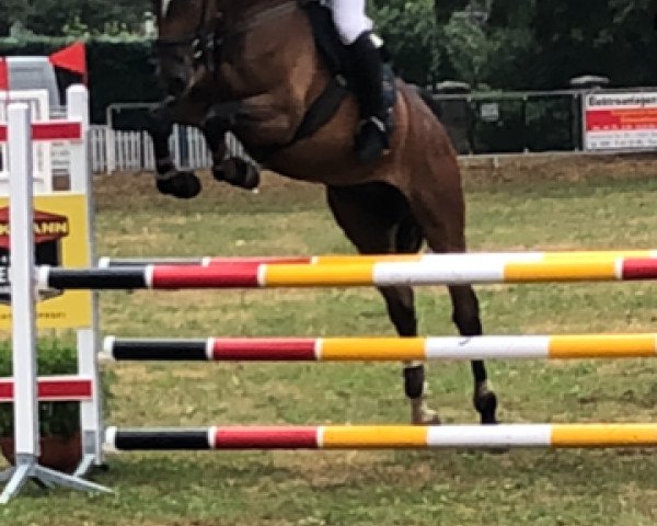 jumper Sunlight Dree Boeken (Hanoverian, 2013, from Stakkato Gold)