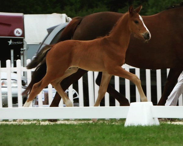 horse Zafado (Westphalian, 2018, from Zoom)