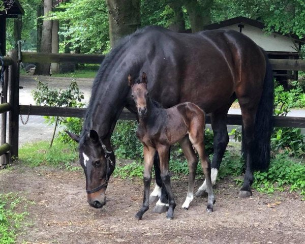 dressage horse Bonbon (Westphalian, 2018, from Bossanova 28)
