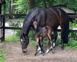 dressage horse Bonbon (Westphalian, 2018, from Bossanova 28)