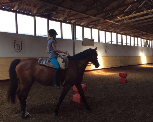 horse Arina (Württemberger, 2008, from Alassio's Boy)