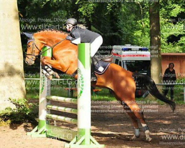 jumper Monterado (Mecklenburg, 2009, from Monte Bellini)