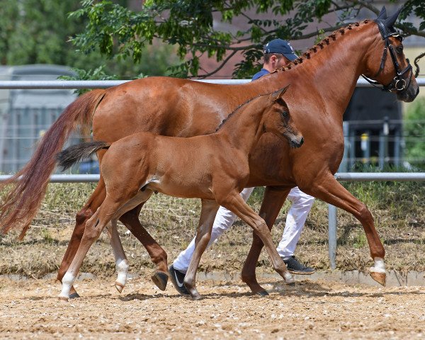 horse Da Vinci 382 (German Sport Horse, 2018, from Daybreak M)