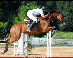 jumper Limbussini (Holsteiner, 2006, from Limbus)
