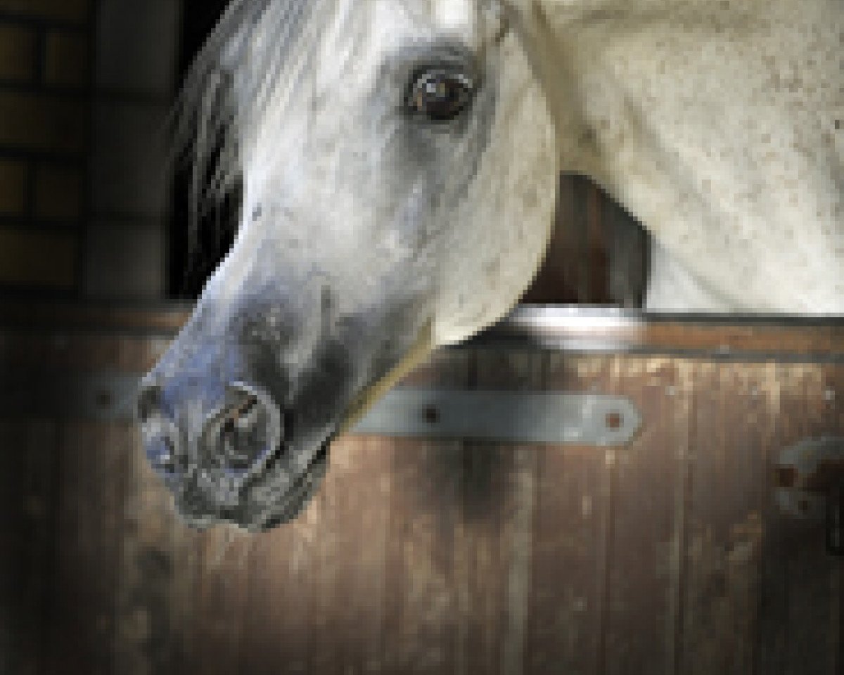 stallion Sharkassow ox (Arabian purebred, 1992, from Amar El Pascha ox)