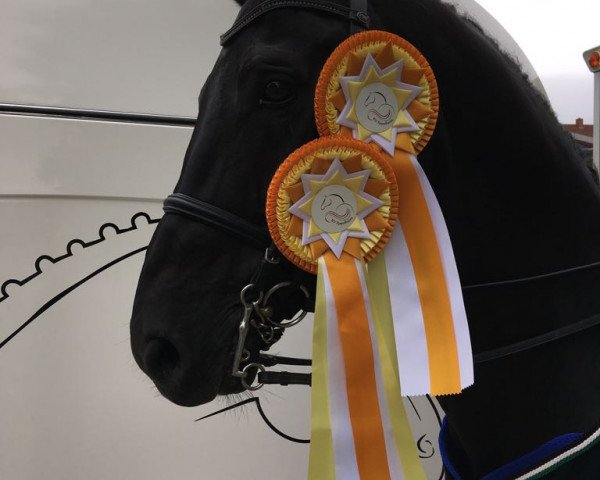 stallion Saint Clou (Hanoverian, 2007, from Saint Amour)